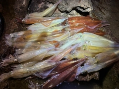 ヤリイカの釣果