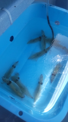 マルイカの釣果