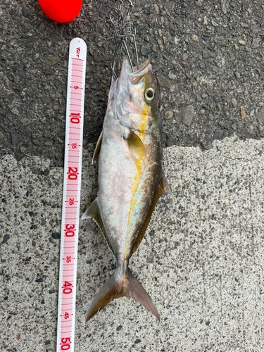 シオの釣果