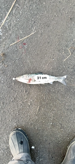 サクラマスの釣果