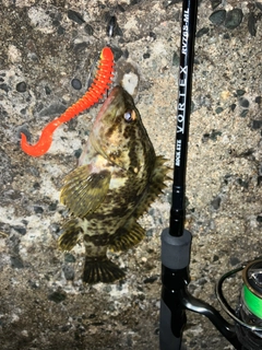 タケノコメバルの釣果