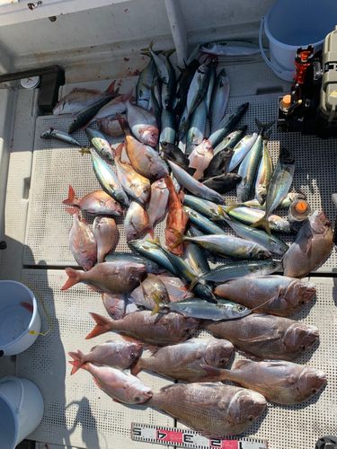 タイの釣果