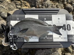 メジナの釣果