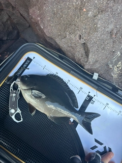 メジナの釣果