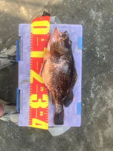 アラカブの釣果