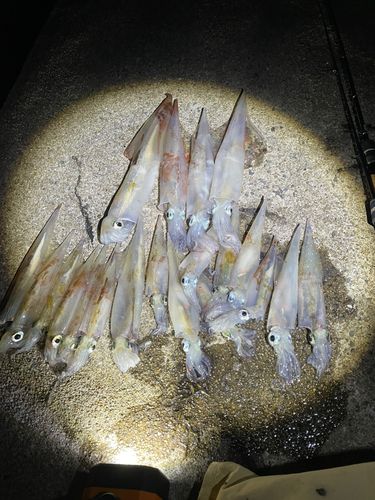 ササイカの釣果