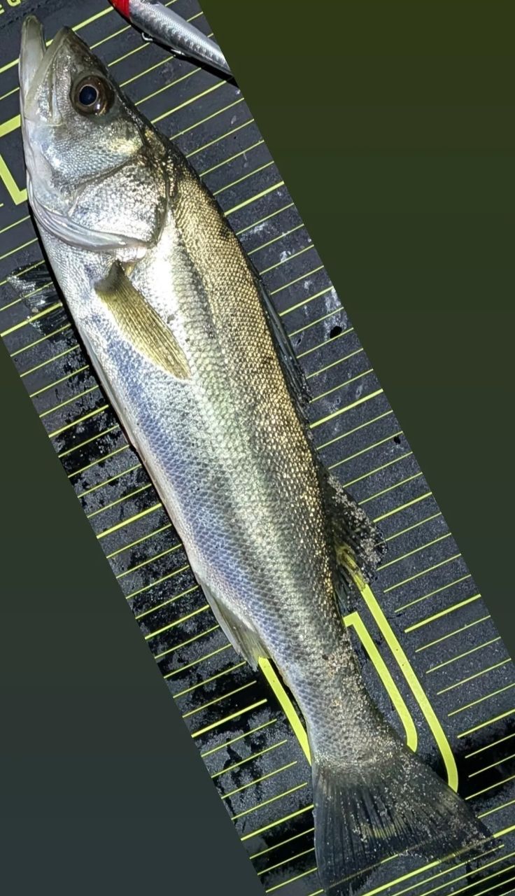 SHIMANO 19スコーピオン 2702R-2の最安値・インプレ・釣果 | 本音の