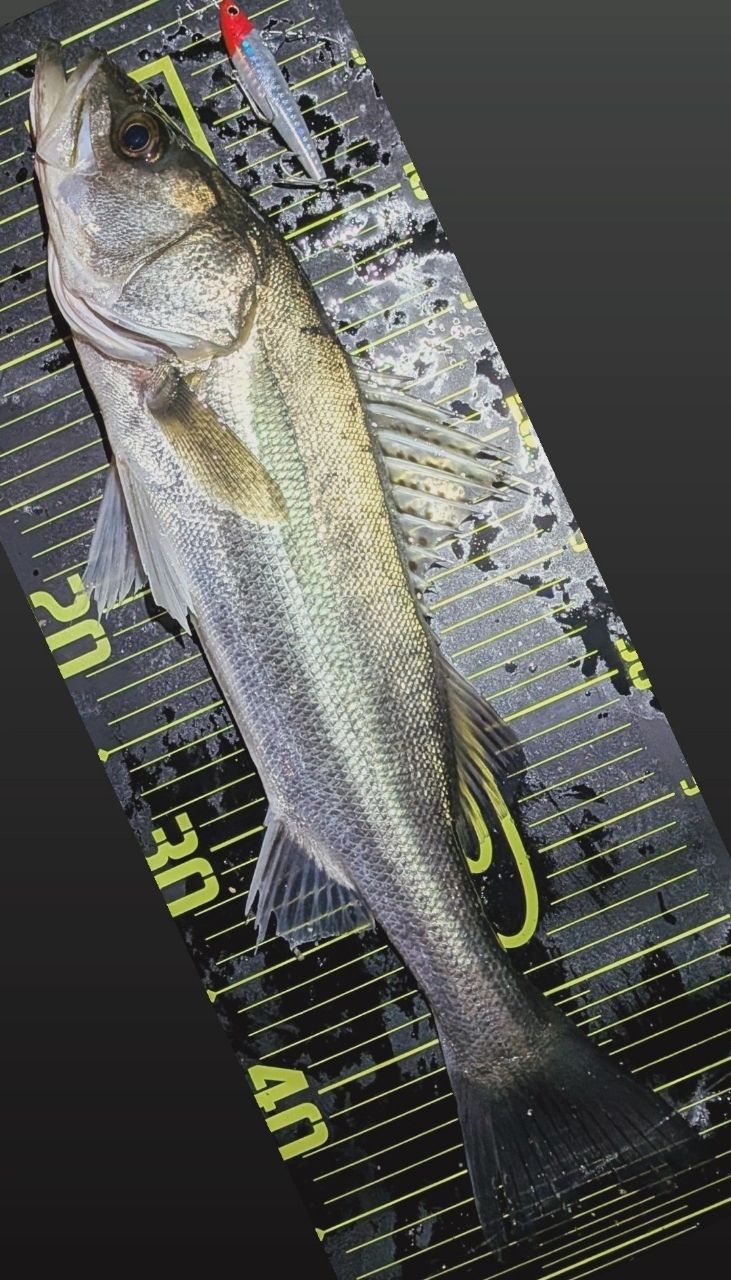 SHIMANO 19スコーピオン 2702R-2の最安値・インプレ・釣果 | 本音の