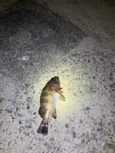 メバルの釣果