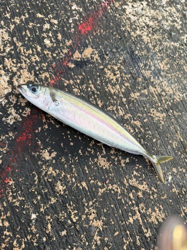 ムロアジの釣果