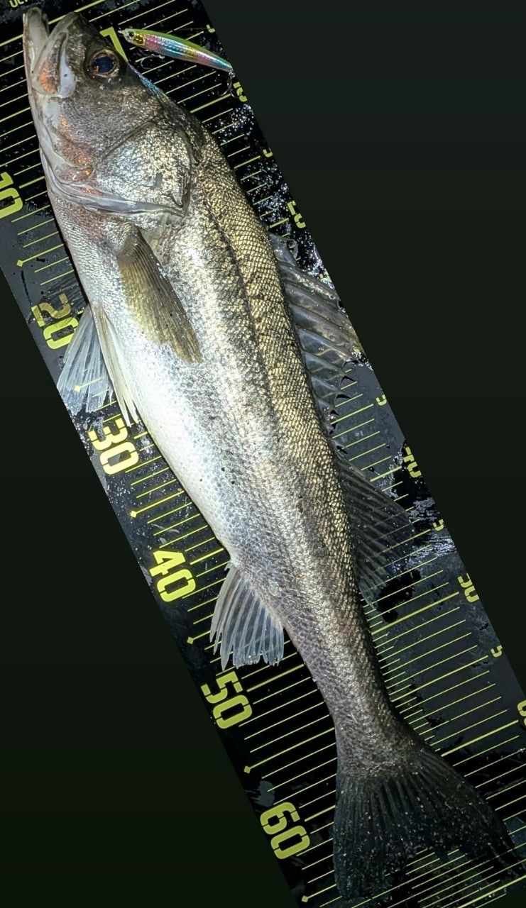 SHIMANO 19スコーピオン 2702R-2の最安値・インプレ・釣果 | 本音の