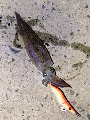 ヤリイカの釣果