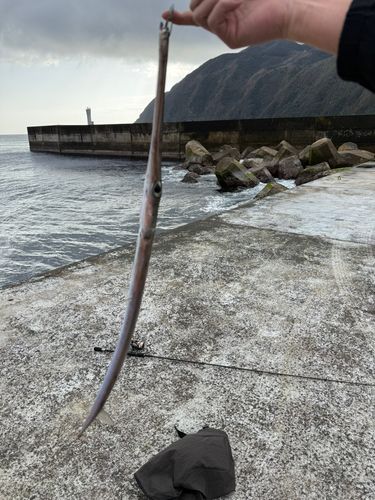 アオヤガラの釣果
