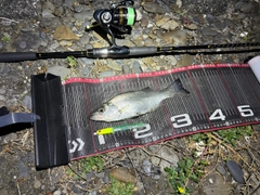 ヒラスズキの釣果