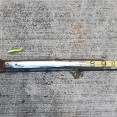 タチウオの釣果