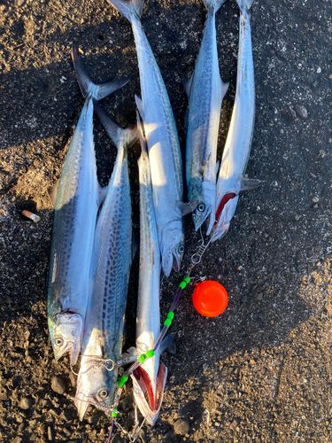 サゴシの釣果