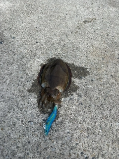 カミナリイカの釣果