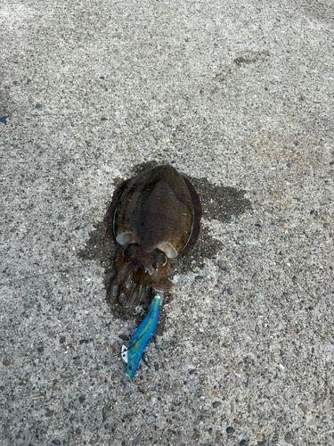 カミナリイカの釣果