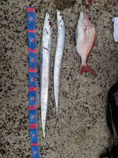 タチウオの釣果