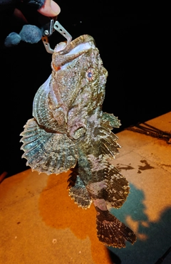 ギスカジカの釣果