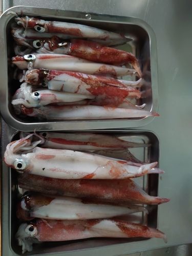ヤリイカの釣果