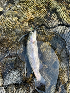 ニジマスの釣果