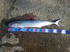 サゴシの釣果