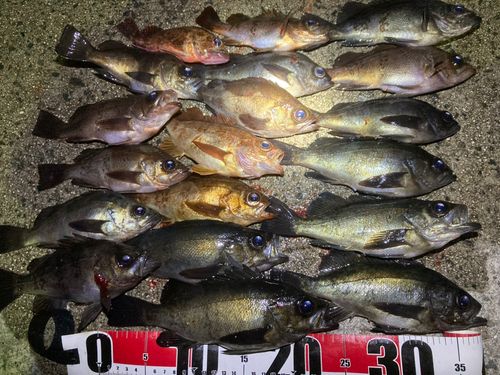 メバルの釣果