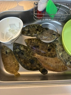 ナメタガレイの釣果