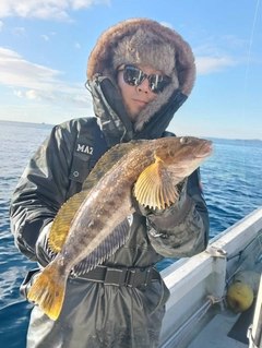 アイナメの釣果