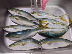 ツバスの釣果