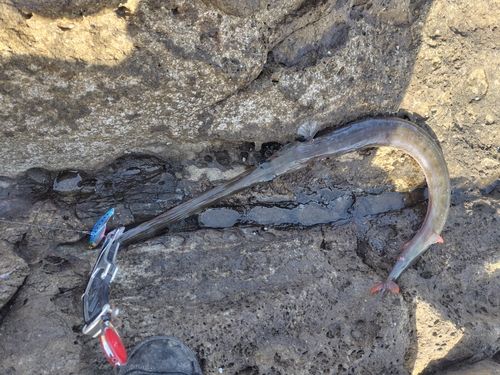 アオヤガラの釣果