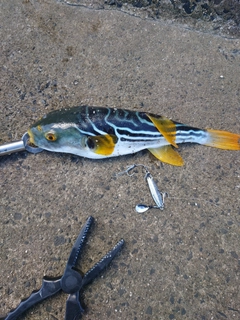 シマフグの釣果
