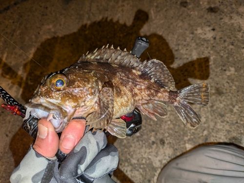 ガシラの釣果