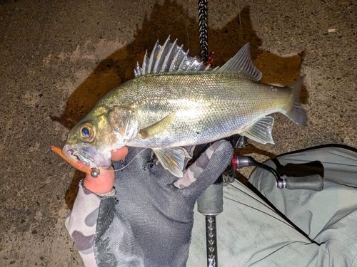 セイゴ（マルスズキ）の釣果
