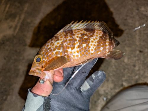 アコウの釣果