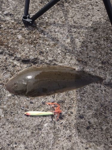 シタビラメの釣果