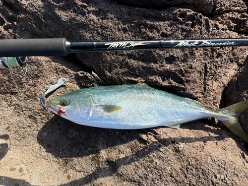 ヤズの釣果