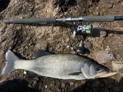 ヒラスズキの釣果