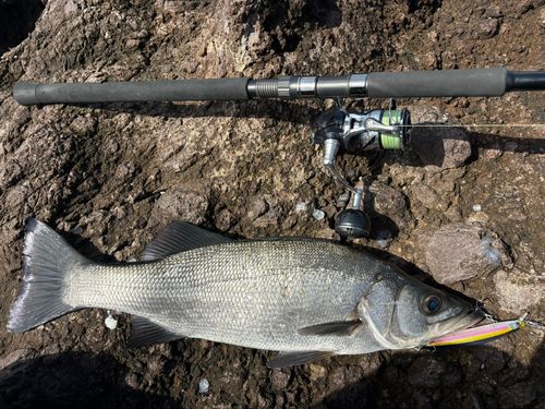 ヒラスズキの釣果