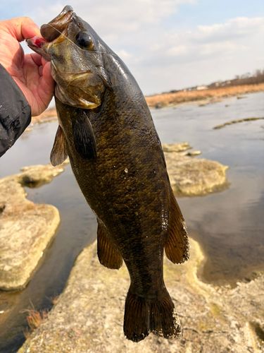 スモールマウスバスの釣果