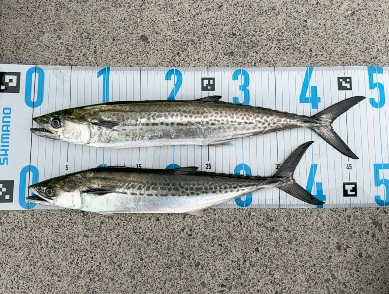 SHIMANO 20ルナミス S100MHの最安値・インプレ・釣果 | 本音の口コミが