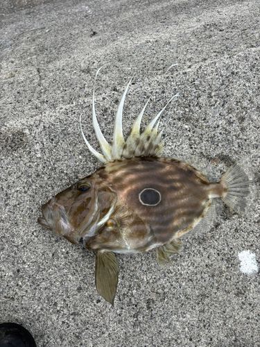 マトウダイの釣果