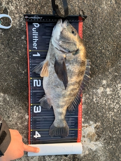 クロダイの釣果