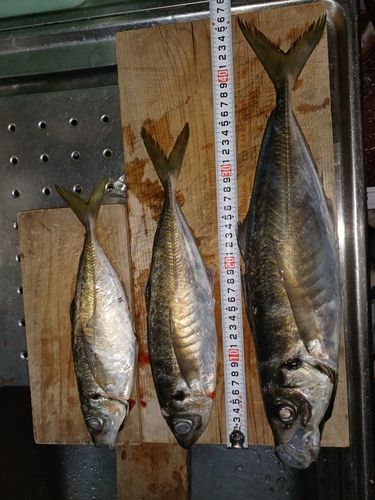 アジの釣果