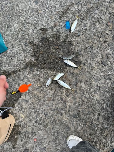 アジの釣果