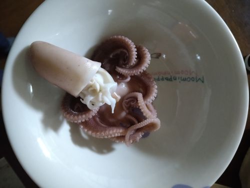 タコの釣果