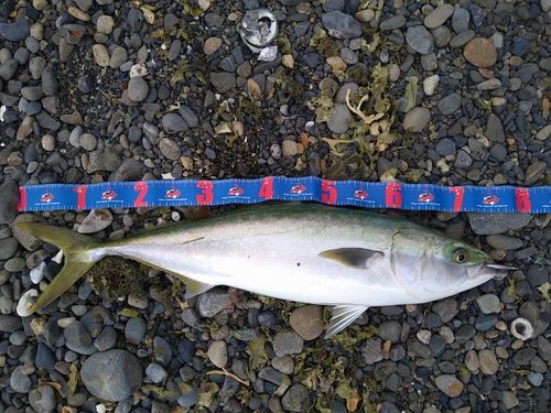 ハマチの釣果