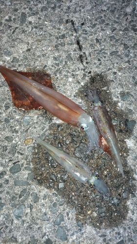 ヤリイカの釣果