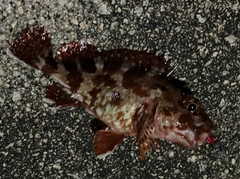 ガシラの釣果